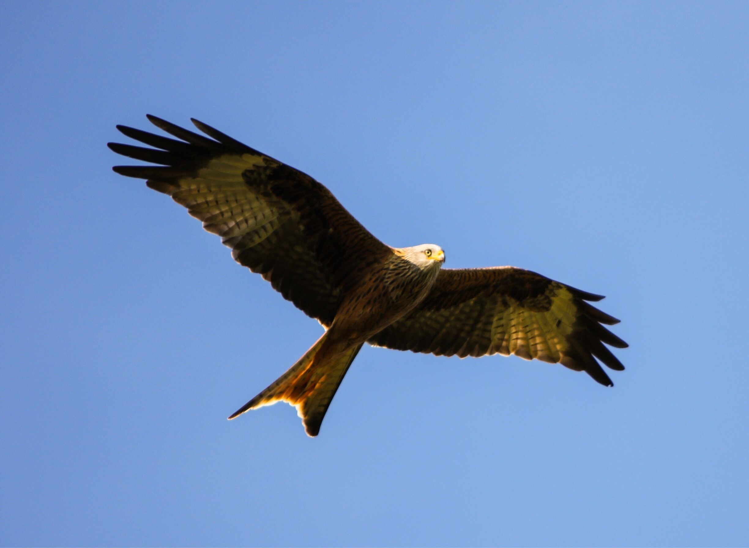 Feeding site for red kites