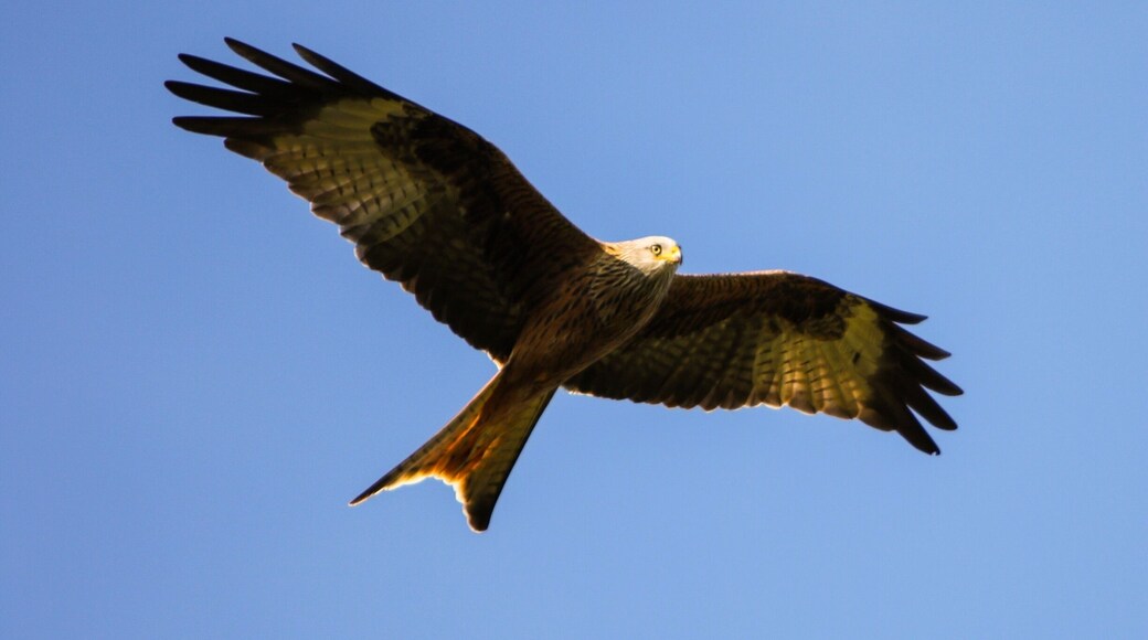 Feeding site for red kites