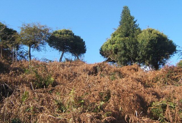Steep bracken slope and trees By the twisty A4093 road linking two of the South Wales valleys.