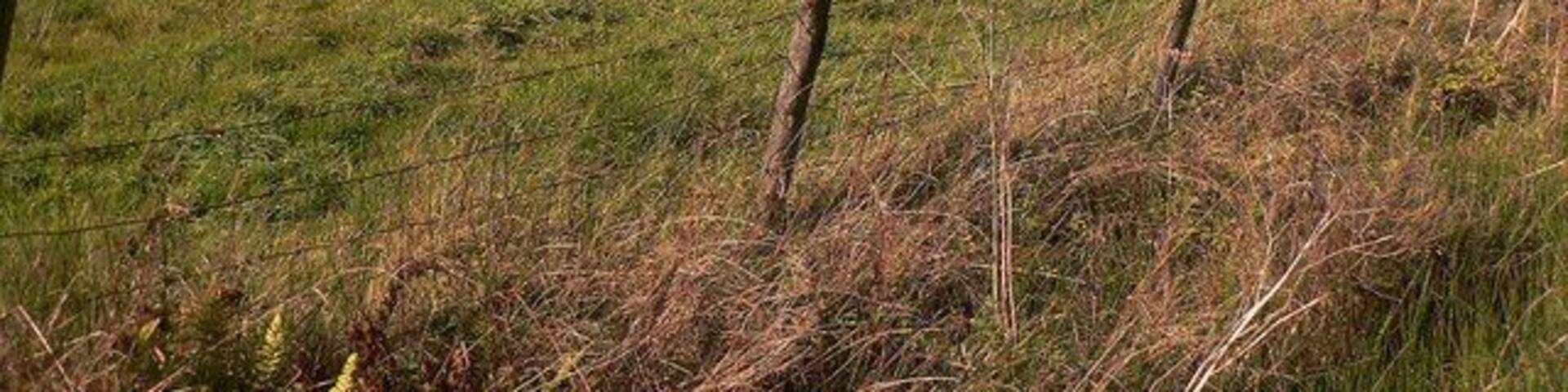Pasture and Pylons at Bryngarn