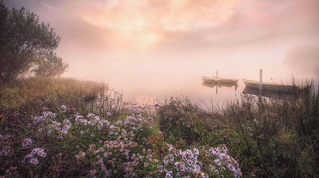 #llynnnantlle #northwales #snowdonia #misty #dawn #wildflowers