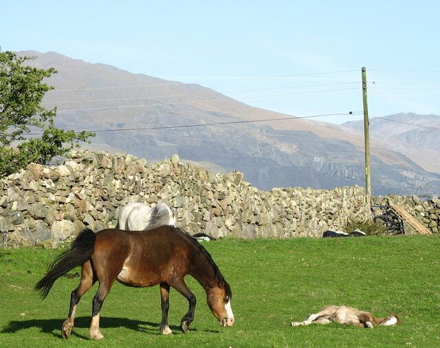Um cavalo marrom pastando em um campo gramado, com um muro de pedra e montanhas ao fundo.