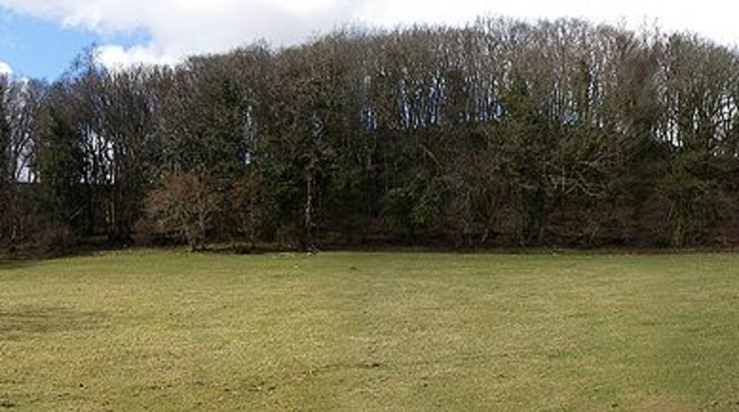 Un campo cubierto de hierba con un denso bosque al fondo.