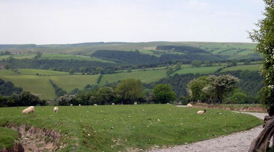 Paisaje rural con colinas ondulantes, un campo cubierto de hierba con ovejas y un sendero de tierra.