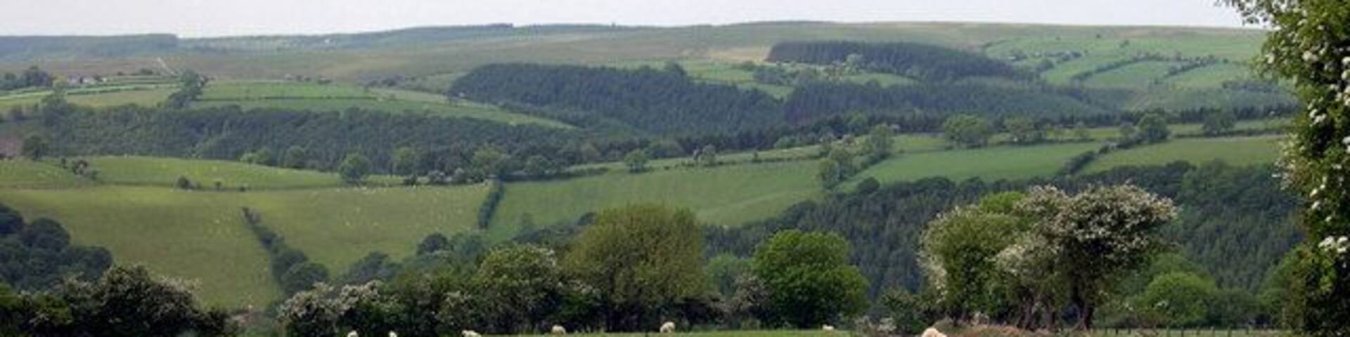 A rural landscape with rolling hills, a grassy field with sheep, and a dirt path.
