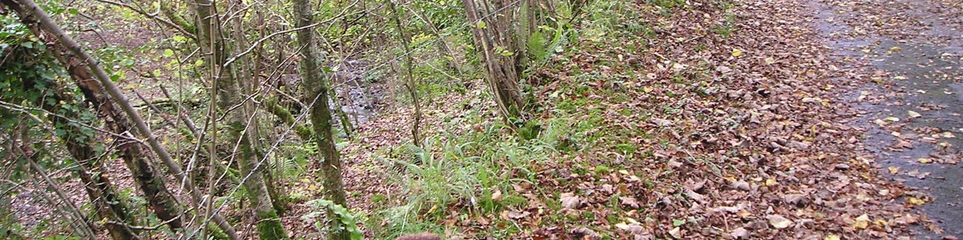 Hidden gorge The ground drops away steeply to the left of the road with a small stream in a deep cleft.
