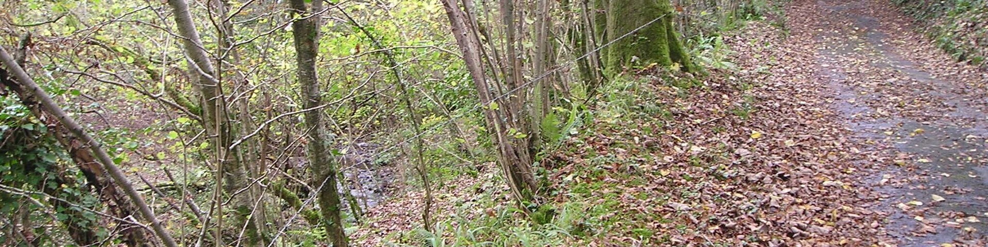 A forested path with a dirt trail covered in fallen leaves.