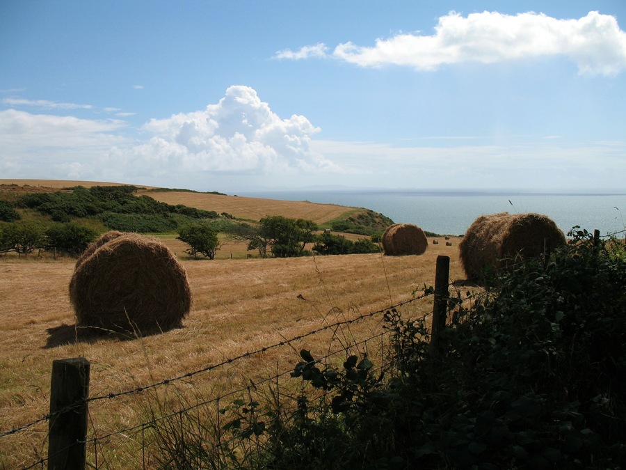 HAYMAKING BY FOOTPATH BETWEEN MARROS CHURCH AND BEACH.
