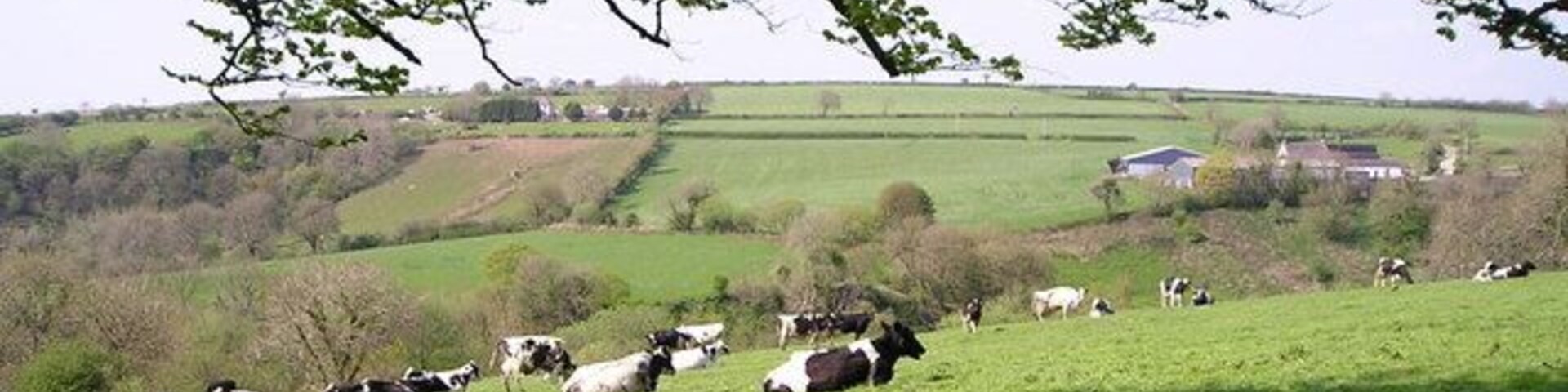 Cows Enjoying the Spring These dairy cows have recently been turned out after spending the winter indoors and are relaxing in the warm sunshine. The farm of Nantygelli can be seen on the right and another farm further away on the left. A few of the trees in the woodland have come into leaf while others still have their bare winter branches.