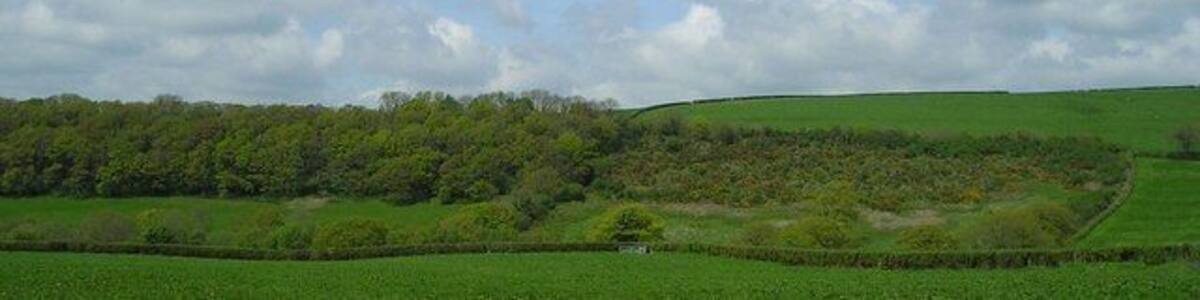 A green field with a hedge, a hill with trees, and a blue sky with clouds.