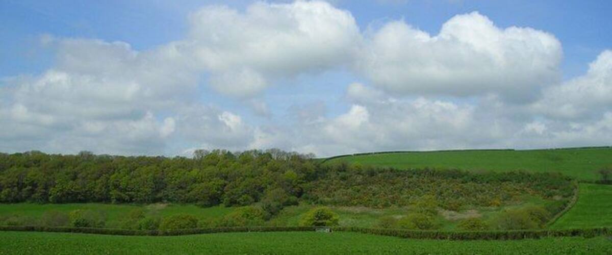A green field with a hedge, a hill with trees, and a blue sky with clouds.
