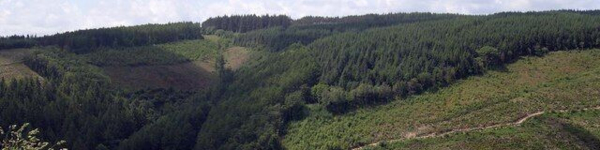View of forest road above Afon Marlais Brechfa forest