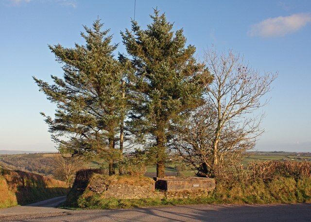A rural road with two large evergreen trees and a stone wall.