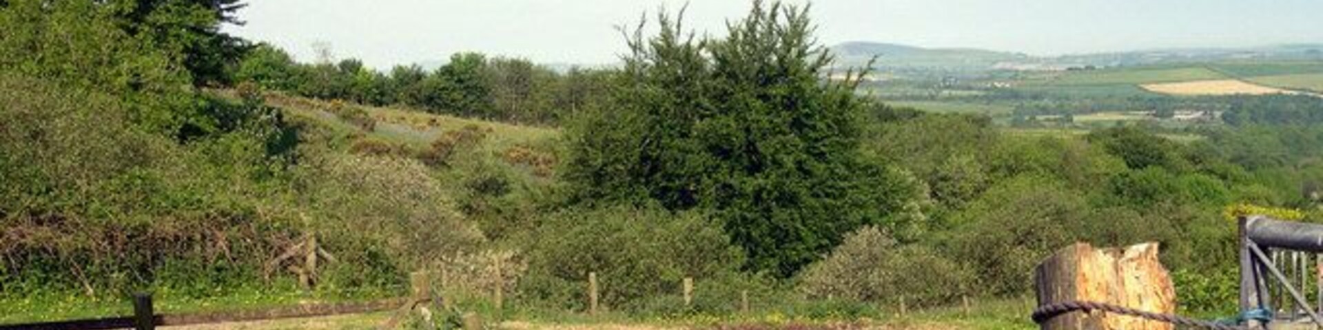Farm paddock Wild area of trees and gorse at Rhydhir farm