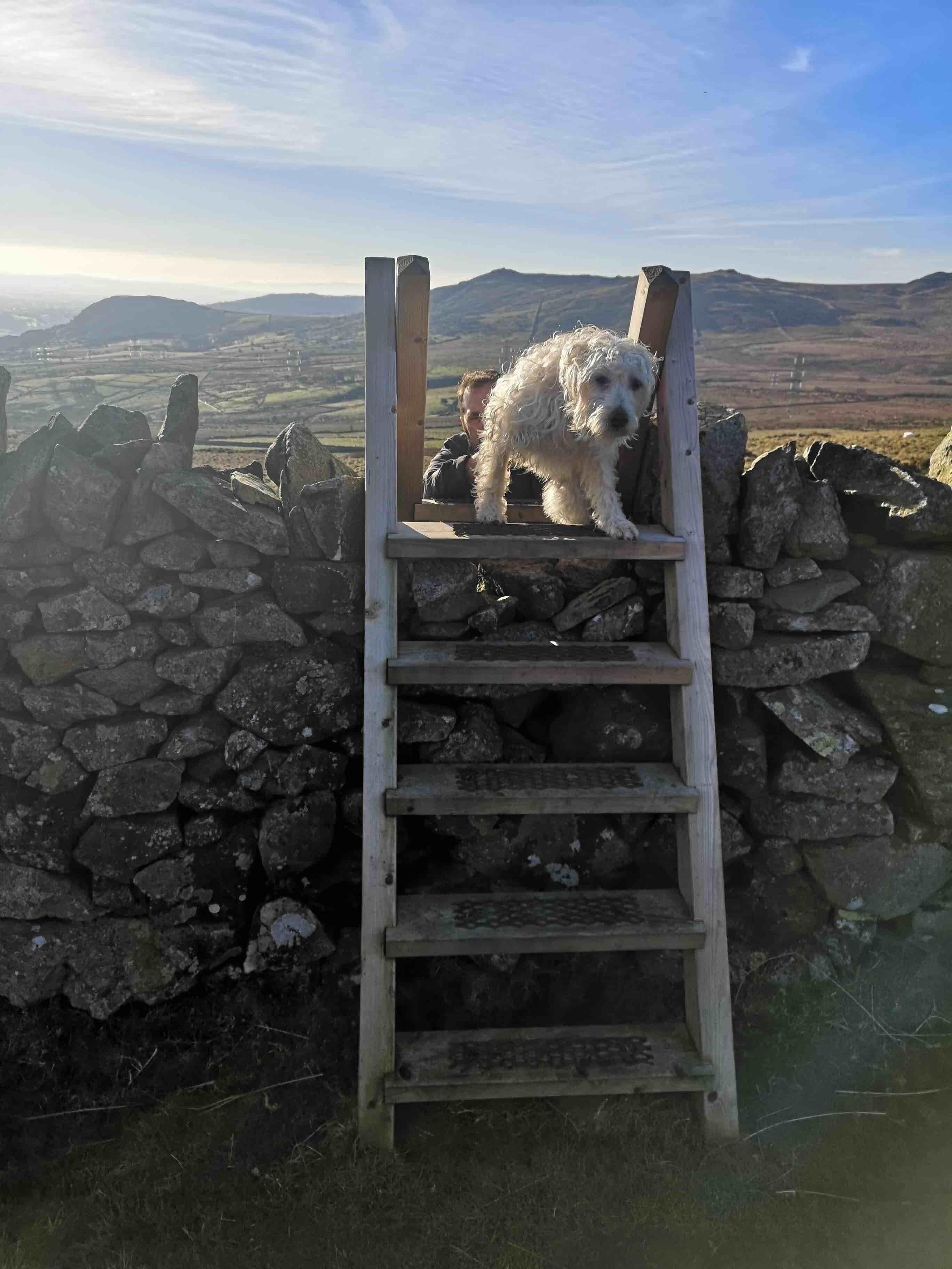 Poppy doesn’t look amused at my efforts to get her to get over a stile by herself 👍🐾😉