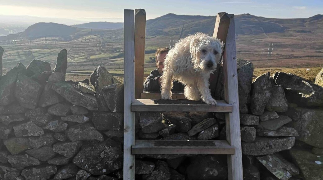 Poppy doesnât look amused at my efforts to get her to get over a stile by herself đđŸđ