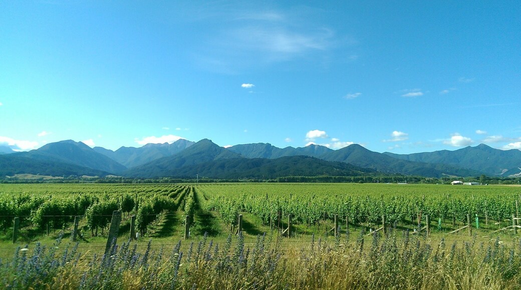 Driving past beautiful scenic views in Marlborough #green