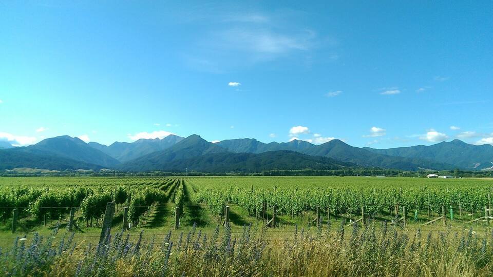 Driving past beautiful scenic views in Marlborough #green