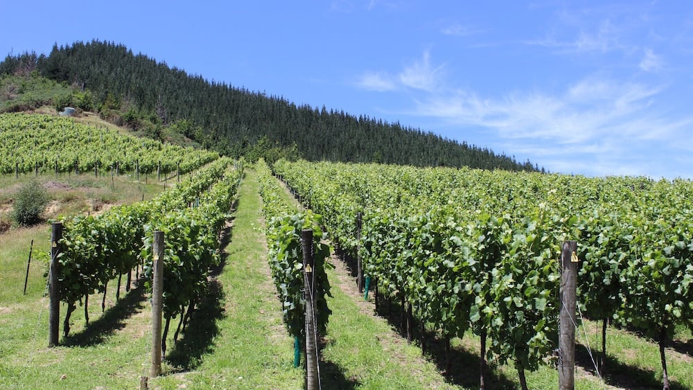 Wine tour in Blenheim. #LifeAtExpedia