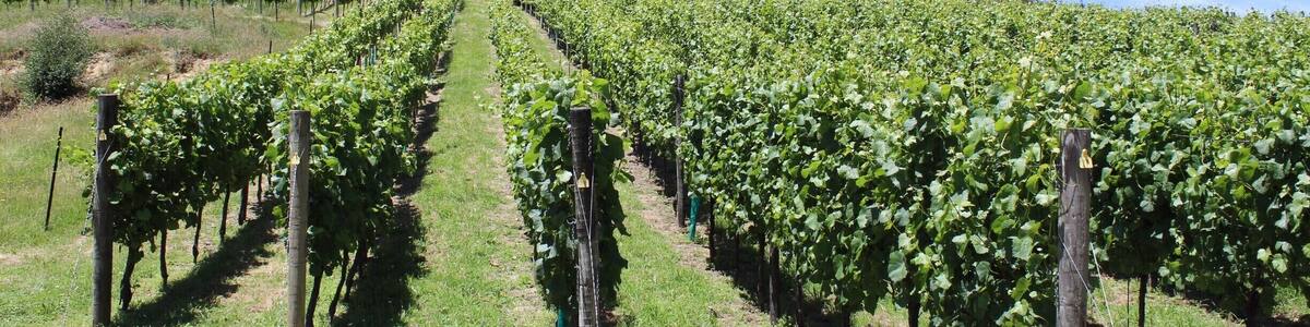 Wine tour in Blenheim. #LifeAtExpedia