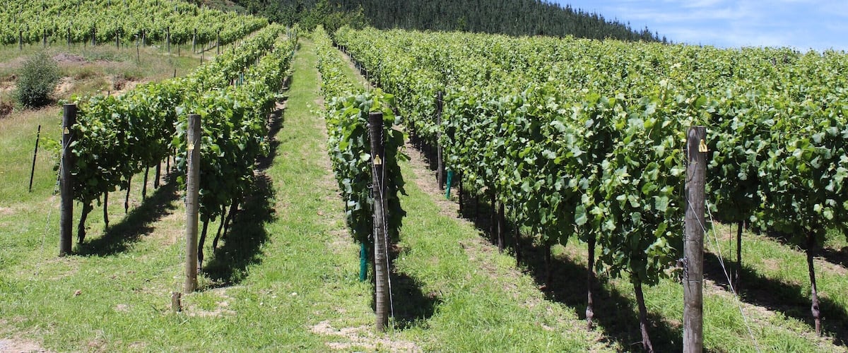 Wine tour in Blenheim. #LifeAtExpedia