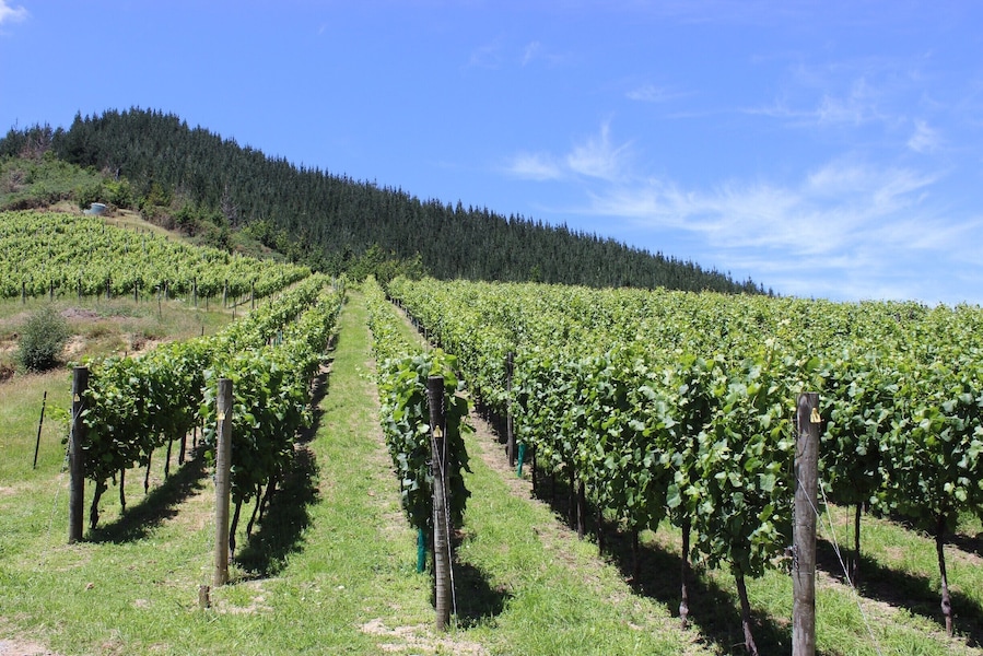 Wine tour in Blenheim. #LifeAtExpedia