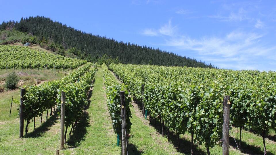 Wine tour in Blenheim. #LifeAtExpedia