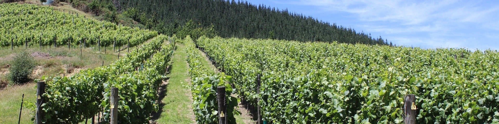 Wine tour in Blenheim. #LifeAtExpedia