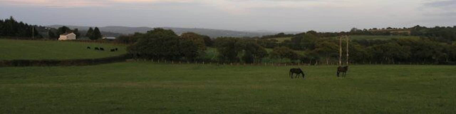 Countryside at dusk. Taken on a country road shortly before sunset, some cows can be seen grazing in a nearby field.