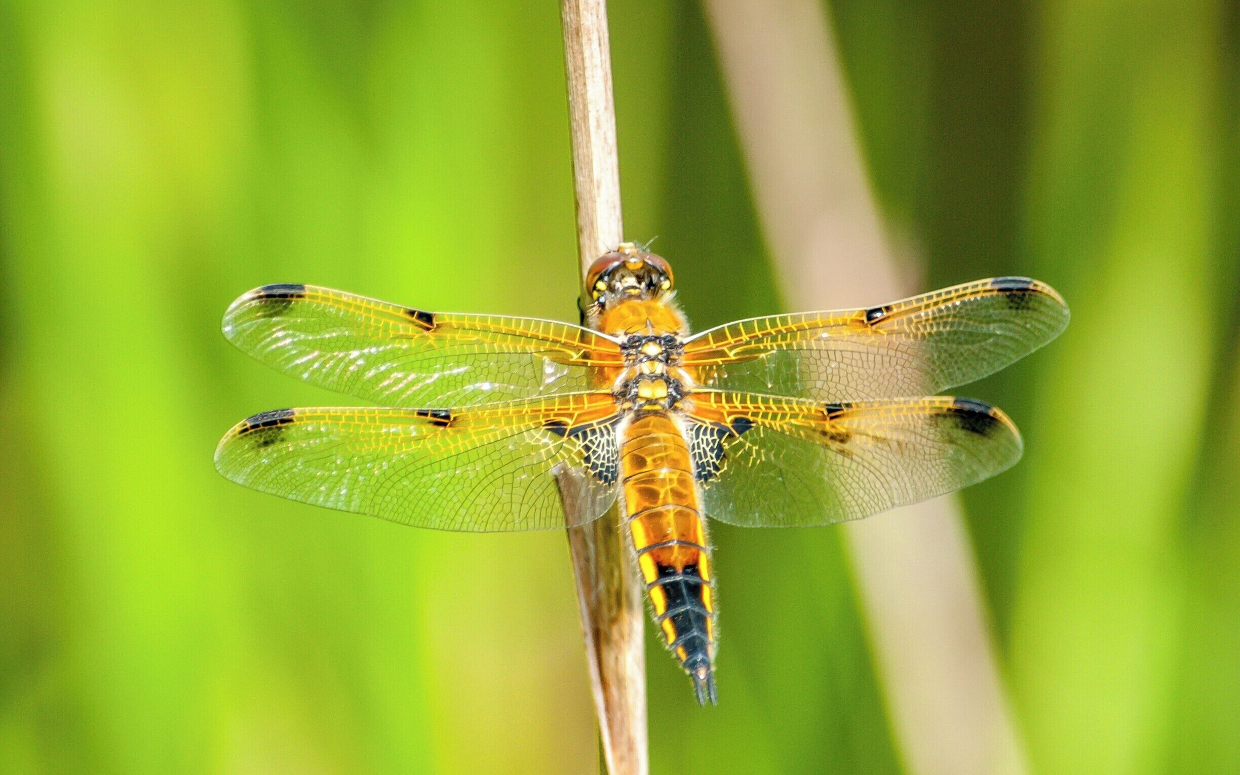 Managed to capture this beautiful little damsel fly without a macro lens. In fact I had a 55-300mm zoom lens on and had to be really quiet not to scare it away. 