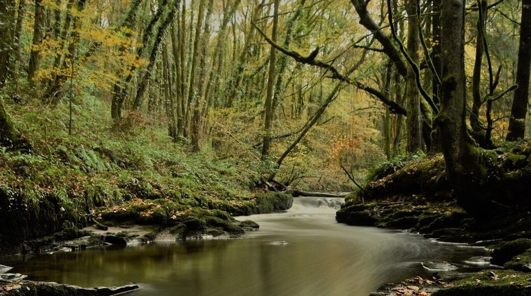 One of my favourite place . The upper stretch of the river morlais in llangennech . My childhood play ground