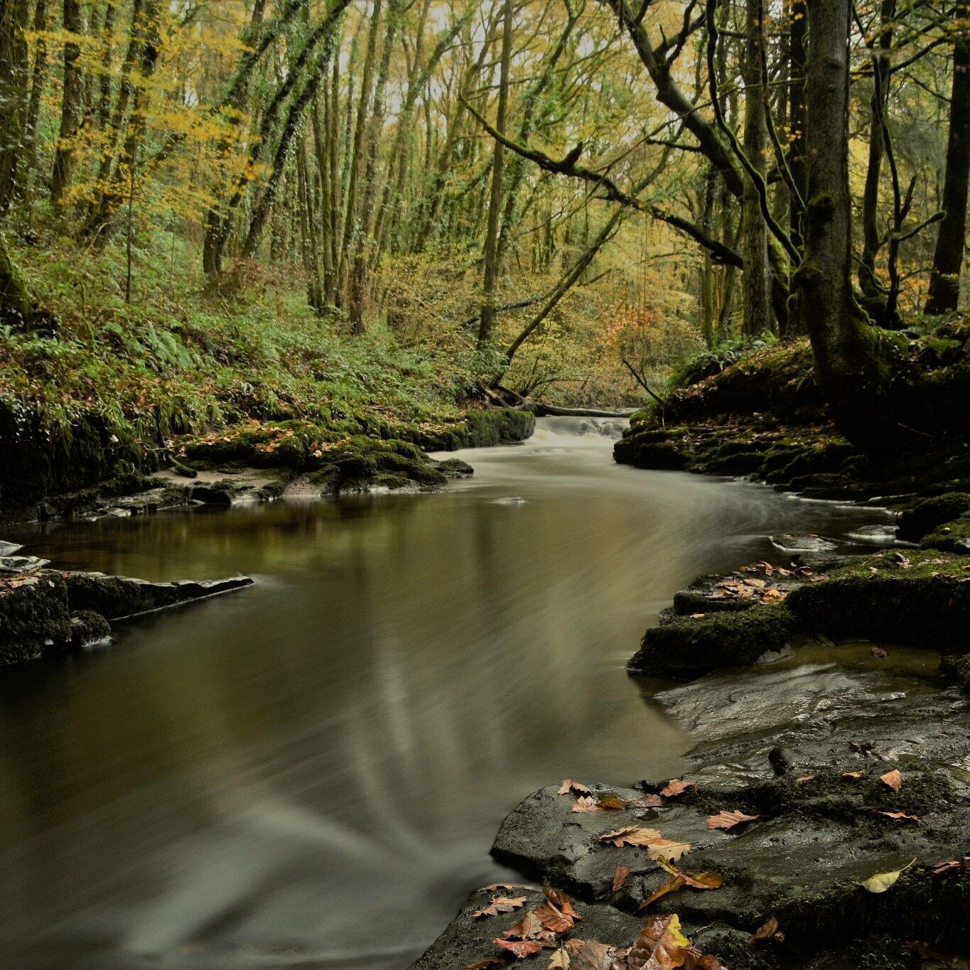 A forest stream with moss-covered rocks and autumn leaves.
