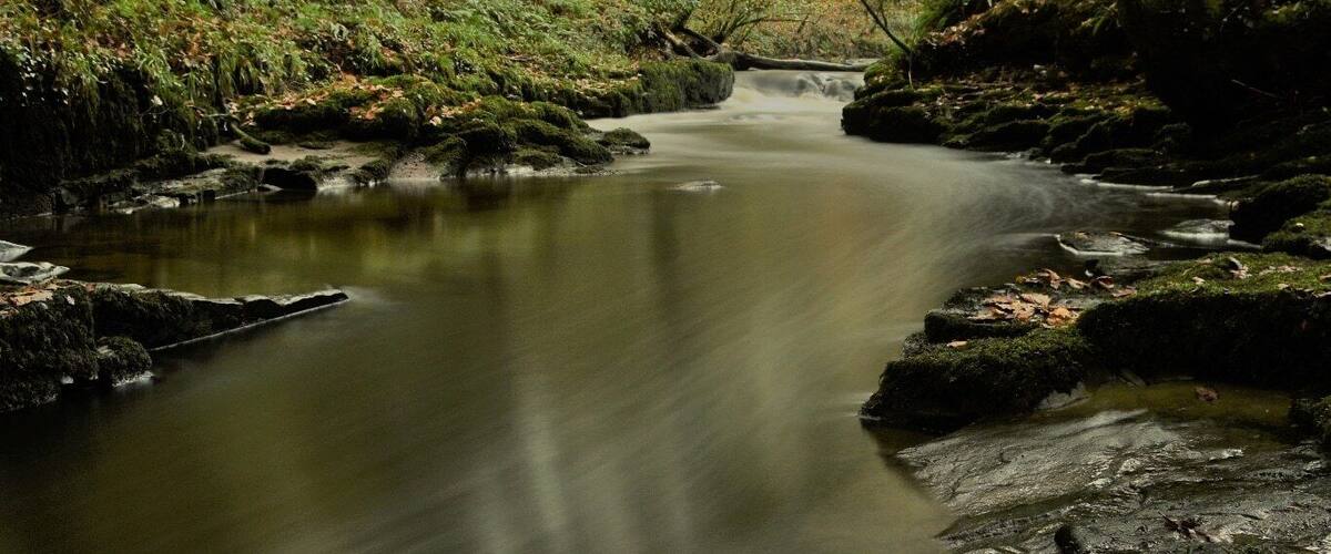 A forest stream with moss-covered rocks and autumn leaves.