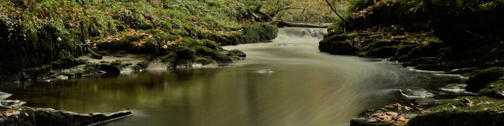 A forest stream with moss-covered rocks and autumn leaves.