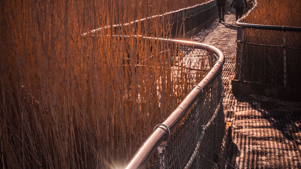 A coastal walkway with tall grasses, a lighthouse, and a metal fence.