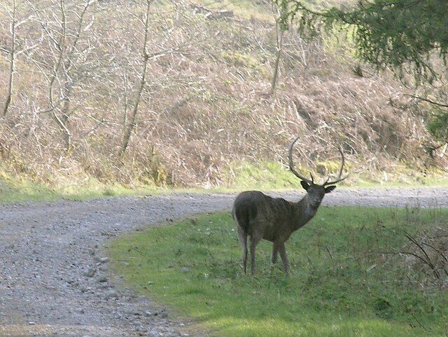 Un ciervo parado junto a un camino de grava en un área boscosa.