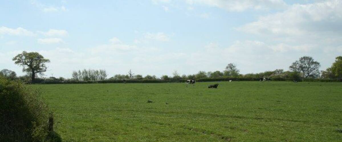 A green field with scattered trees and a clear sky.