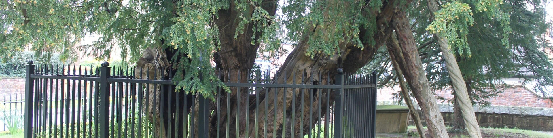 A large tree with yellow flowers behind a black metal fence.