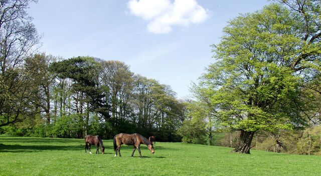 A grassy field with two horses grazing, surrounded by trees and a clear sky.
