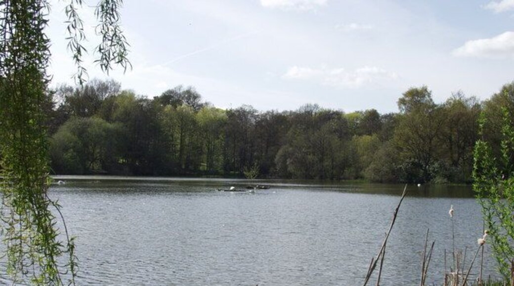 Un lago tranquilo rodeado de árboles y juncos.