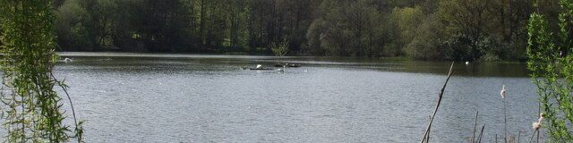 The Lake, Acton Park. The north part of the lake in the park.