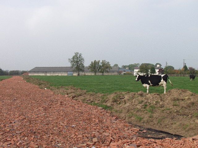 New access road at Cloy Hall Dairy. Cloy Hall dairy is a large dairy farm consisting mainly modern dairy buildings. Pressure on the small rural roads has led to the installation of a new access road for the cows. The underbed for the road is tile waste from the Ruabon Tile Works at Johnstown, ( See SJ3146 )