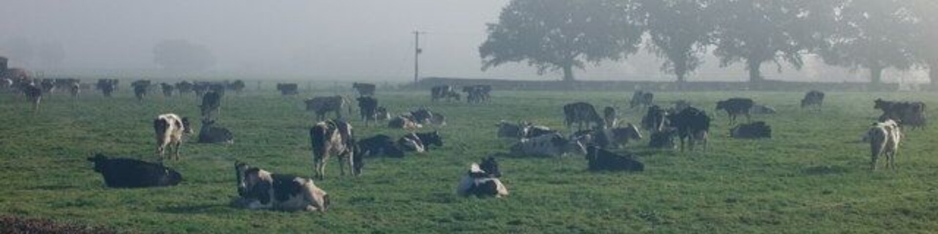Dairy cows at Dongray Hall The cows go out after early morning milking and take the air and have a lie down, later they can go back inside to feed on silage, some in the distance are heading that way. The feed value of grass in late October is virtually nil but the cows like to eat some and have a walk around.