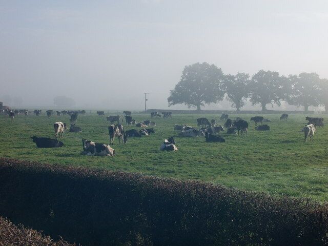 A misty field with grazing cows and a large tree in the background.