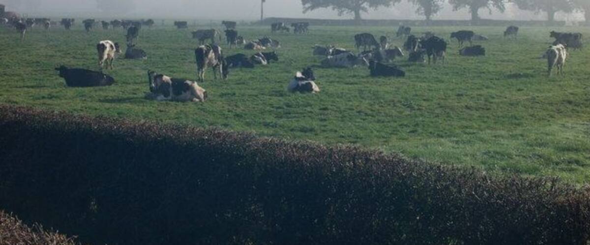 A misty field with grazing cows and a large tree in the background.