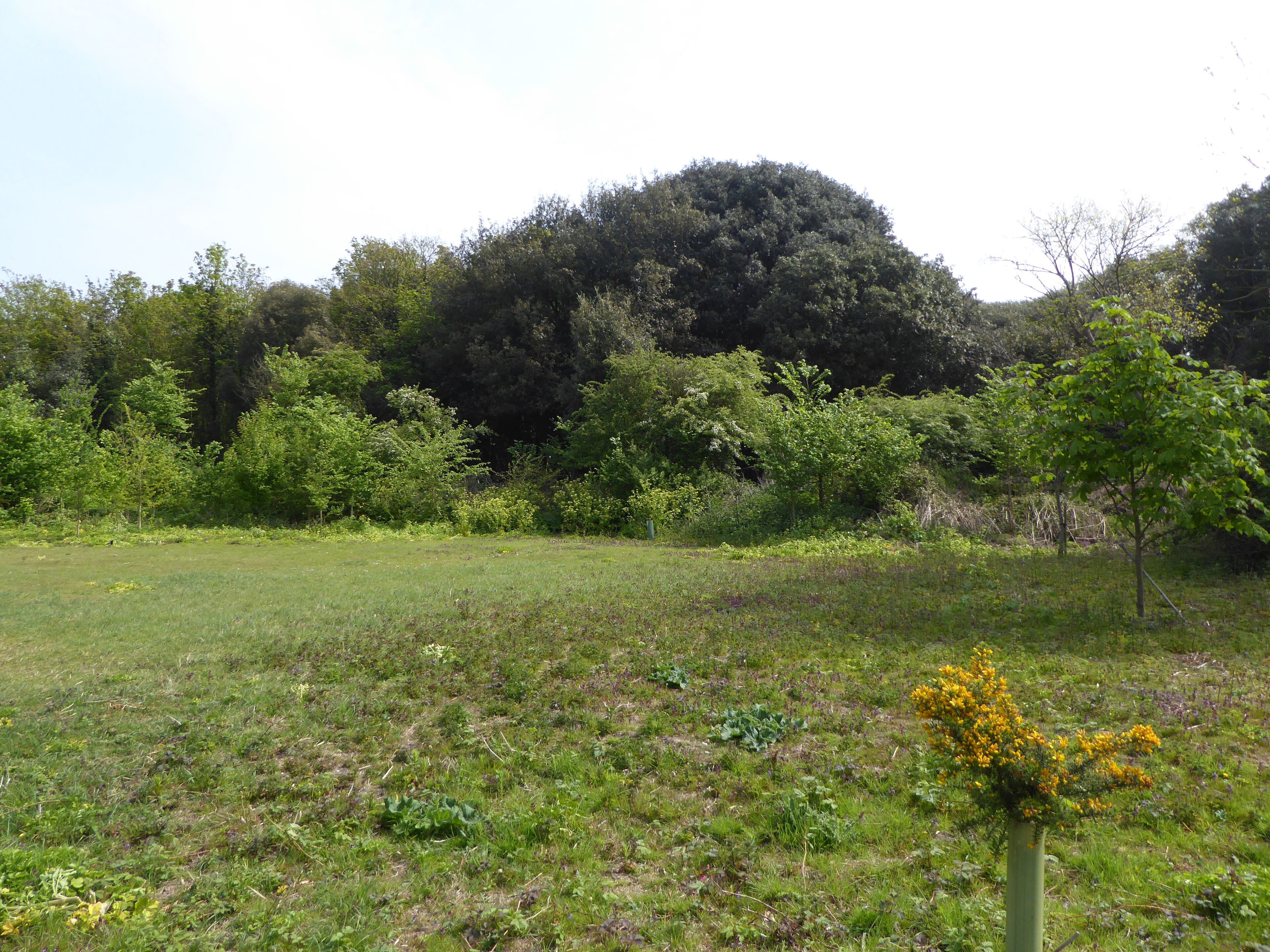 Corton Woods is part of the Gunton Warren and Corton Woods Local Nature Reserve in Lowestoft in Suffolk.
