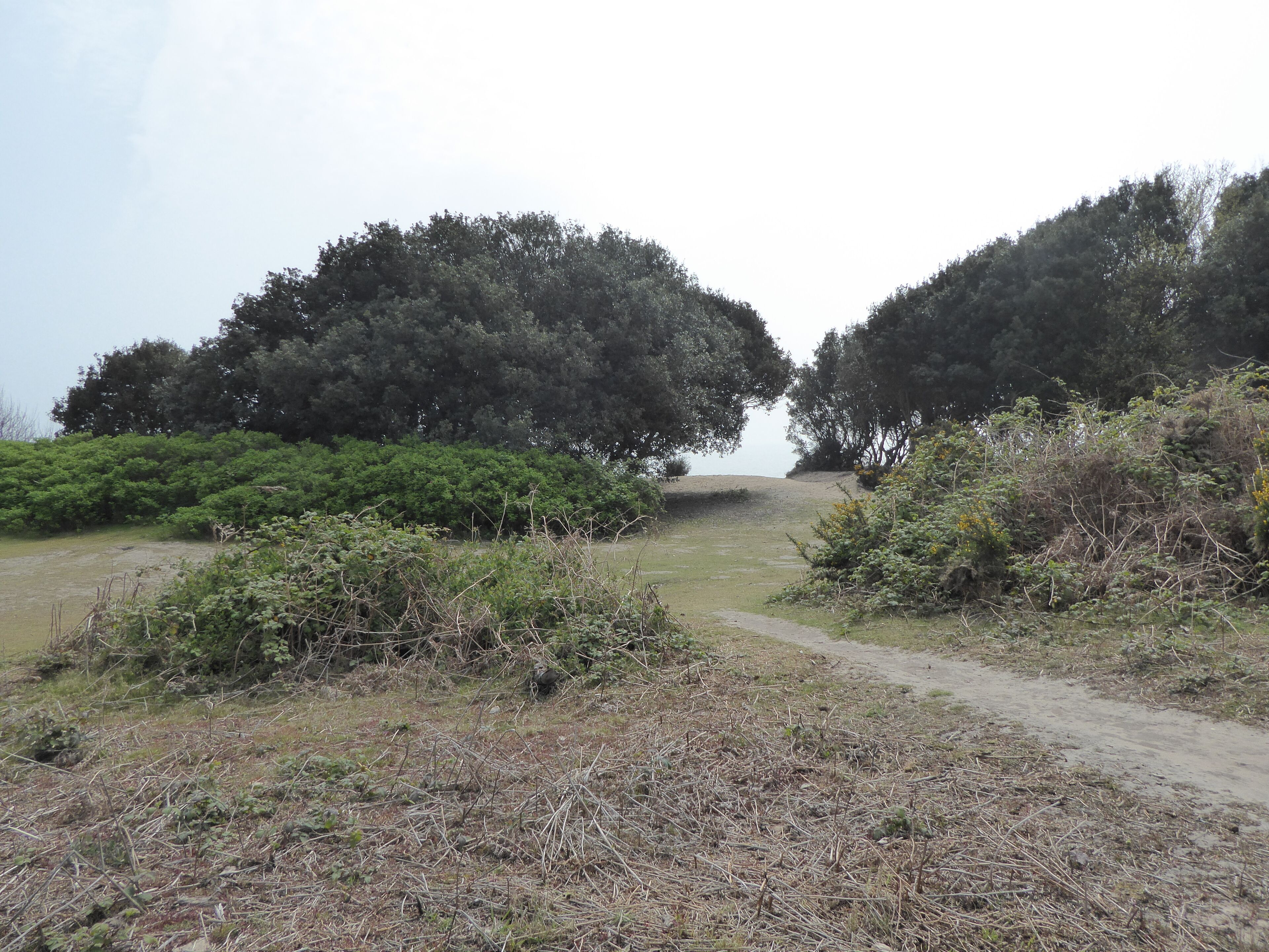 Gunton Warren is a nature reserve in Lowestoft in Suffolk. It is managed by the Suffolk Wildlife Trust, and is part of the Gunton Warren and Corton Woods Local Nature Reserve.