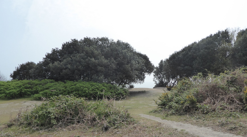 Gunton Warren is a nature reserve in Lowestoft in Suffolk. It is managed by the Suffolk Wildlife Trust, and is part of the Gunton Warren and Corton Woods Local Nature Reserve.