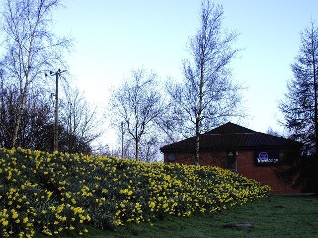 Daffodils next to Travelodge On the corner of Station Road-B4362 and A49 Wooferton
