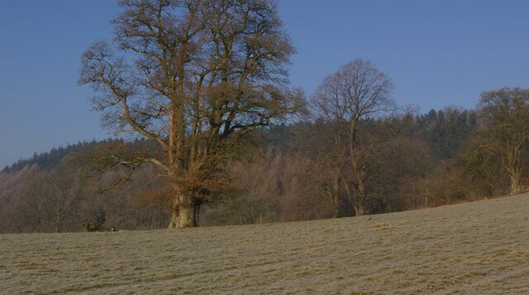 Oak tree, in field north of Burrington - in winter. The same scene as previously photographed in October 2007 (see 590302). Note one difference is that the fallen branch at the foot of the tree has now been largely removed!